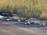 Fotografía de los leones durmiendo la siesta en Sudáfrica.