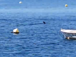 Un tiburon se acerca a la costa granadina