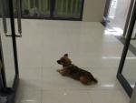 Perro espera en un hospital de Wuhan