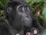 La gorila Ruterana, 18 años, abraza a su bebé recién nacido en el Parque Nacional de Bwindi (Uganda)