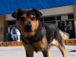 Fotografía de Covito, el perro que esperó un mes a las puertas del hospital por su dueño fallecido por Covid-19.