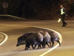 Ganaderos y cazadores avisan de los problemas que genera la fauna salvaje en las carreteras