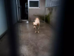Un perro observa a través de los barrotes de su jaula de las instalaciones del Centro Integral de Acogida de Animales de la Comunidad de Madrid