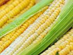 El rally del maíz