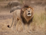Scarface, el león más famoso de Kenia.