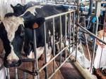 El cuento de la lechera: cómo España vende al precio más bajo de Europa