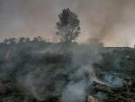 Vista de parte del terreno calcinado este viernes tras declararse un incendio en la localidad orensana de Rubiá.