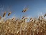 El precio del trigo se ha disparado un 30% en el último mes.