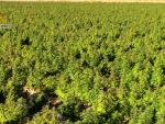 Plantación marihuana mayor de Europa