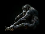 Chimpanzee, de Pedro Jarque Krebs, Perú
