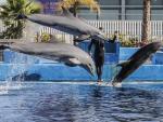 Delfines oceanografic