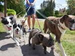 El joven paseador de perros que llega a ganar más de 122.000 euros al año