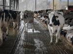Vacas lecheras pastan en la granja Lacturale