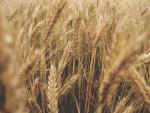 La CE pone el foco en la legalidad del veto a las importaciones de grano ucraniano