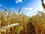 Los 27 debatirán el próximo martes los permisos para vetar el grano de Ucrania