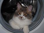 Gato dentro de la lavadora