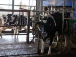 La Audiencia Nacional obliga a la patronal láctea subir el sueldo a 30.000 empleados