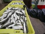 Cajas de sardinas