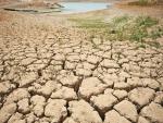 24_august_2023_spain_vinuela_vegetation_grows_through_drought_cracked_earth