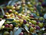 La sequía agudiza la crisis del olivo y amenaza con más alzas de precios del aceite