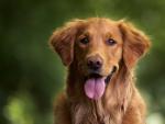 ley-bienestar-animal-cuando-entra-vigor-seguro-obligatorio-perros