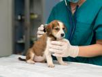 cerca-veterinario-cuidando-perro
