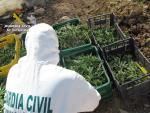 Guardia Civil desmantela una plantación de marihuana sembrada en un melonar,