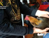 Detenidas tres personas e investigadas 17 por celebrar peleas de gallos Uno de los gallos intervenidos por la Guardia Civil (Foto de ARCHIVO) 4/3/2020
