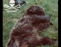 Se ofrecen 10.000 euros por identificar al responsable de la muerte de un oso en Ariège