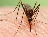El 'Aedes japonicus', una nueva especie invasora de mosquito proveniente de Oriente. El 'Aedes japonicus', una nueva especie invasora de mosquito proveniente de Oriente. 4/8/2020