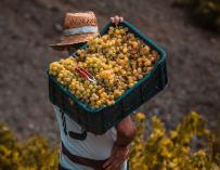 Un agricultor recoge uva durante la vendimia de la cosecha de 2020.