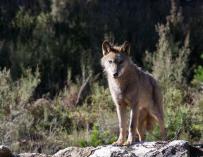 Imagen de un lobo ibérico en un centro de Robledo de Sanabria.