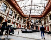 Berlin (Germany), 12/03/2021.- Visitors walk past dinosaur skeletons on display at the Museum fuer Naturkunde (Natural History Museum) in Berlin, Germany, 12 March 2021. Berlin museums are re-opening as coronavirus COVID-19 lockdown measures are gradually eased in the city. (Abierto, Alemania) EFE/EPA/FILIP SINGER