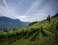 El sector vinícola busca rentabilidad dentro de la producción sostenible.