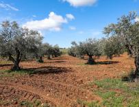 La sequía pone en riesgo el liderazgo de España en la producción de aceite de oliva