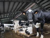 La industria láctea entra en campaña en busca de mejores precios y por la sequía