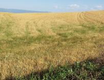 UAGR organiza una jornada sobre el control de malas hierbas en el cultivo del cereal