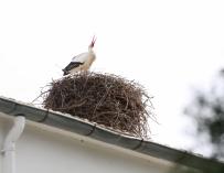 Medio Ambiente apoya el mantenimiento y la conservación de 165 nidos de cigüeña común en edificios
