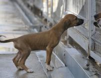 El Centro de Recogida de Animales de la DPH encuentra un nuevo hogar a 332 perros