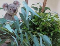 Un nuevo macho de koala llega a Zoo Aquarium de Madrid