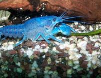 Cangrejo azul Procambarus alleni