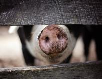 La epidemia de peste porcina en China mantiene en vilo la cotización de los futuros del magro de cerdo