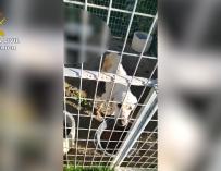 Animales maltratados en un criadero de perros clandestino y abandonado en Nerpio