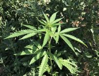 Marihuana planta