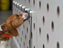 16 December 2020, Belgium, Jabbeke: A dog trains to be a coronavirus sniffer animal. Photo: Dirk Waem/BELGA/dpa (Foto de ARCHIVO) 16/12/2020 ONLY FOR USE IN SPAIN