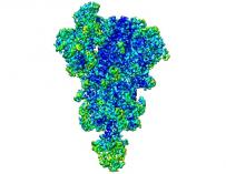 Reconstrucción en 3D de la proteína spike del SARS-CoV-2