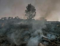 Vista de parte del terreno calcinado este viernes tras declararse un incendio en la localidad orensana de Rubiá.