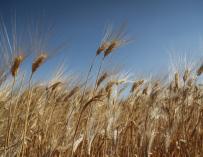 El precio del trigo se ha disparado un 30% en el último mes.