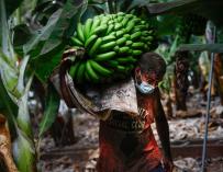 Agricultor Plátano Canarias