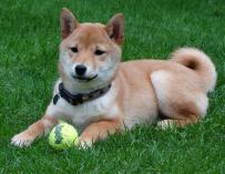 Una fotografía del perro de raza japonesa Shiba Inu.
